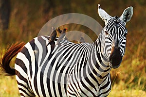 Zebra, Amboseli