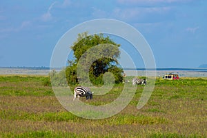 Zebra in the Amboseli National Park