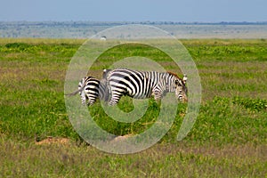 Zebra in the Amboseli National Park