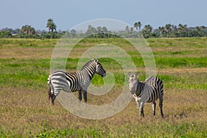 Zebra in the Amboseli National Park