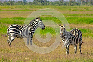 Zebra in the Amboseli National Park