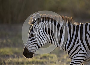 Zebra at Amboseli National Park