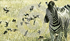 Zebra amidst small Flying Birds, Kruger National Park South Africa