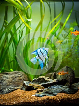 Zebra Angelfish Pterophyllum scalare in a tropical aquarium