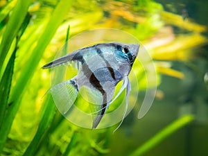 Zebra Angelfish in tank fish with blurred background Pterophyllum scalare