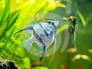 Zebra Angelfish in tank fish with blurred background Pterophyllum scalare