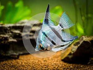 Zebra Angelfish in tank fish Pterophyllum