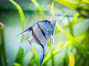 Zebra Angelfish in tank fish Pterophyllum scalare