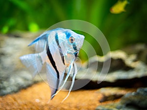 Zebra Angelfish in tank fish Pterophyllum scalare