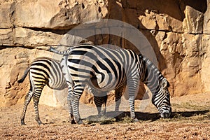 Zebra animal African savanna