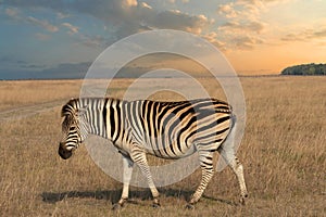 Zebra animal in African sunset landscape
