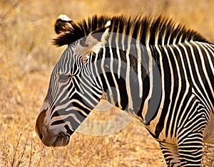 Zebra animal closeup of the head