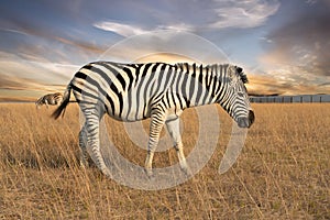 Zebra animal feeding on the grass steppe