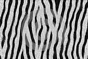 Zebra - animal fur photo
