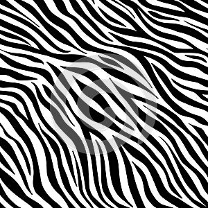 Zebra animal pattern, white background. Vector striped texture.