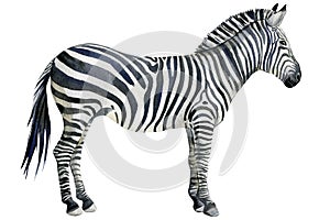 Zebra, animal watercolor illustration, white background.