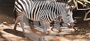 Zebra animal zbra animalzebra walking