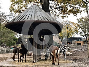 Zebra, antelope and other ungulates in a wooden animal feeder