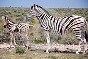 Zebra with a baby