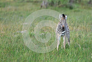 Zebra Baby