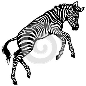 Zebra baby