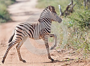 Zebra baby crossing the road