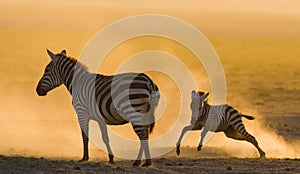 Zebra with a baby in the dust against the setting sun. Kenya. Tanzania. National Park. Serengeti. Maasai Mara.