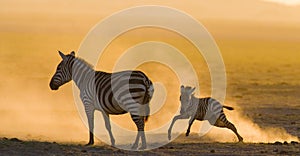 Zebra with a baby in the dust against the setting sun. Kenya. Tanzania. National Park. Serengeti. Maasai Mara.