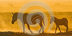 Zebra with a baby in the dust against the setting sun. Kenya. Tanzania. National Park. Serengeti. Maasai Mara.