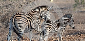 Zebra baby foal with mother in sub-saharan Africa