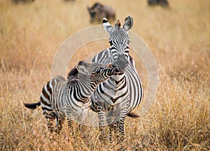 Zebra with a baby. Kenya. Tanzania. National Park. Serengeti. Maasai Mara.