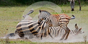 Zebra with a baby. Kenya. Tanzania. National Park. Serengeti. Maasai Mara.