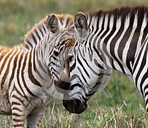 Zebra with a baby. Kenya. Tanzania. National Park. Serengeti. Maasai Mara.