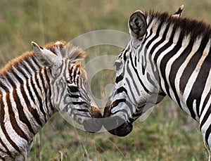 Zebra with a baby. Kenya. Tanzania. National Park. Serengeti. Maasai Mara.