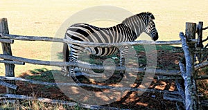Zebra with baby in N.P. Brioni, Croatia