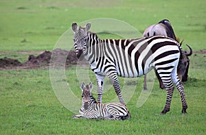 Zebra and baby with wildebeest grazing