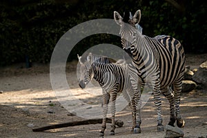 zebra with baby in zoopark