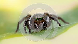 The zebra back spider Salticus scenicus is a common jumping spider of the Northern Hemisphere