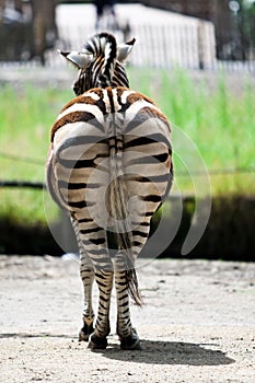 Zebra from the back view