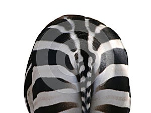 Zebra, back view