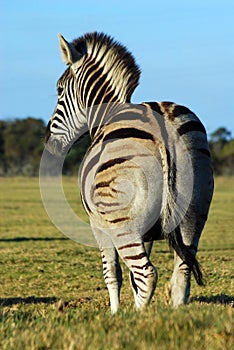 Zebra back view