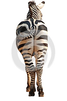 Zebra back view isolated