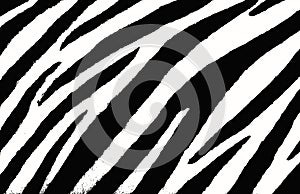 Zebra background