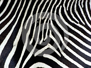 Zebra background img