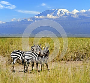 Zebra on the background of Mount Kilimanjaro
