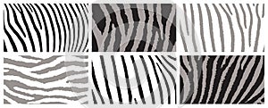 Zebra background set. Abstract zebra skinning texture. Striped line templates for brochure, flyer, poster, cover, catalog, etc