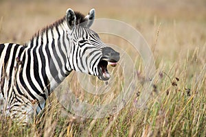 Zebra baring teeth