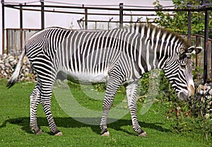 Zebra beautiful