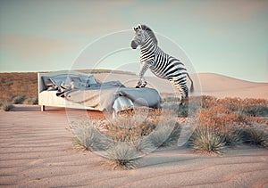 Zebra on a bed in the desert. Aspirations and dreamy concept