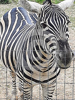 Zebra behind a fence close up